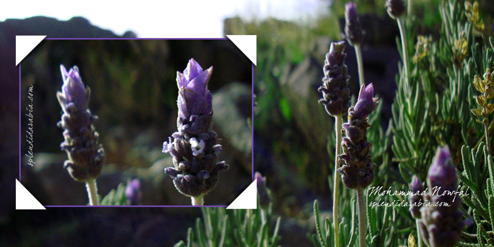 Lavandula-dentata