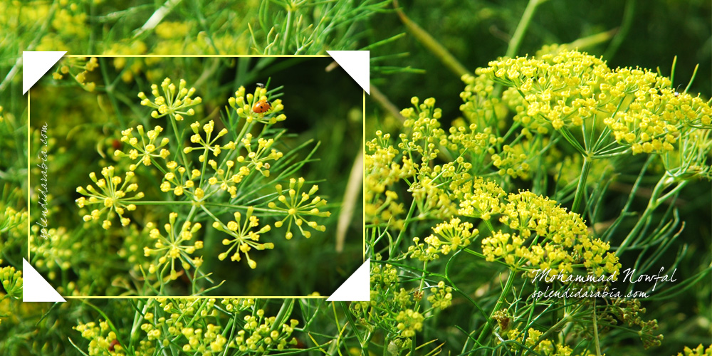 achillea-biebersteinii