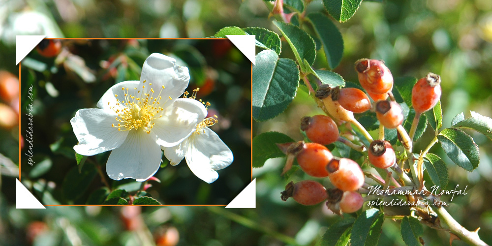 rosa-abyssinica