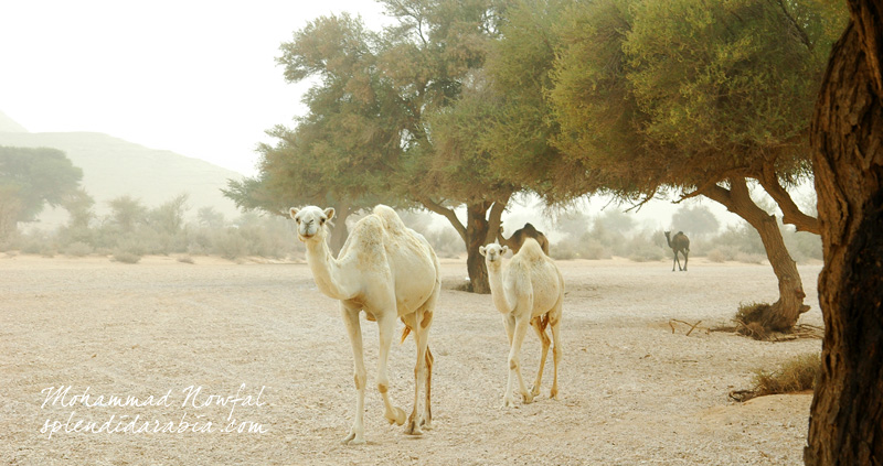 acacia-valley