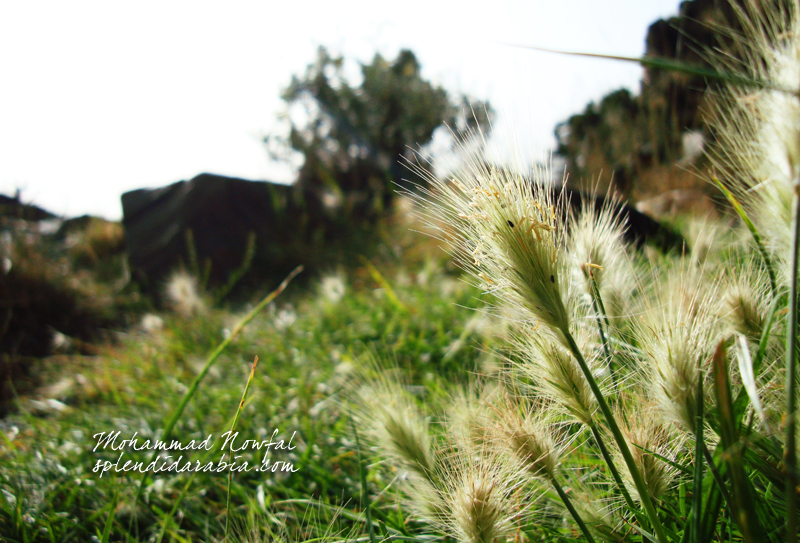 Flora of Aseer National Park