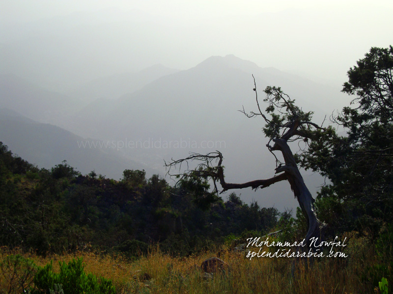 Aseer National Park