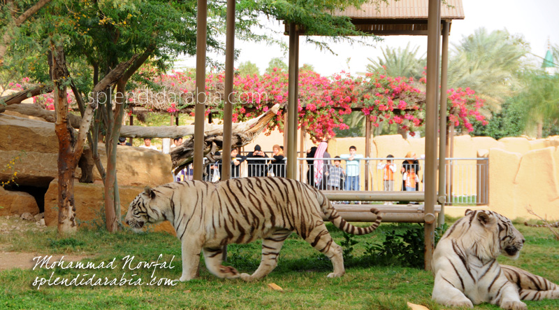 bengal-tiger-riyadh-zoo