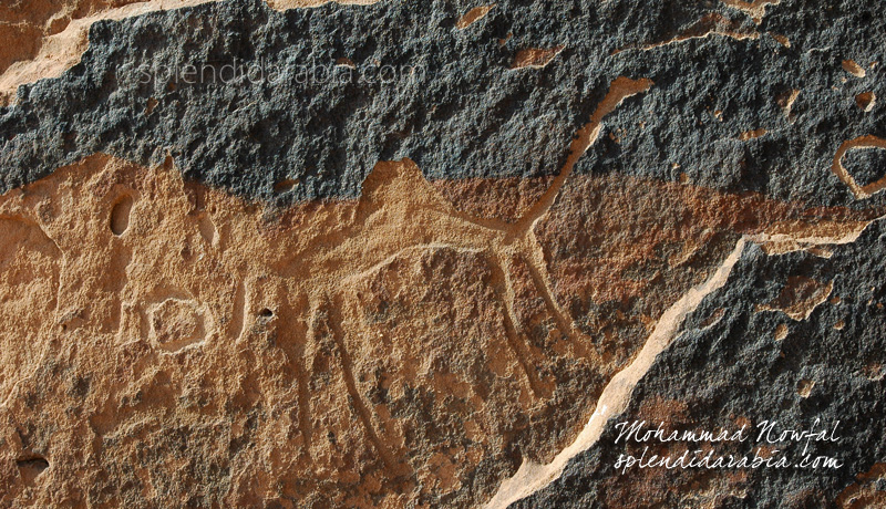 camel-petroglyphs