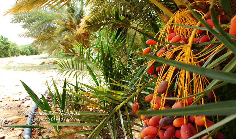 date palm