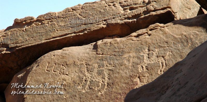 horse-petroglyphs