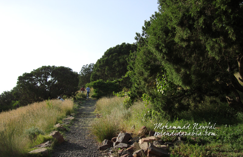 Juniper Forests of Aseer National Park