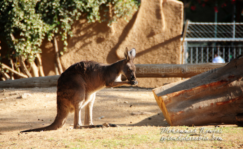 kangaroo-riyadh-zoo