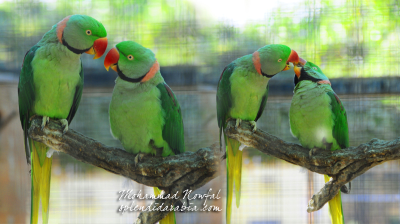 parrots-riyadh-zoo2