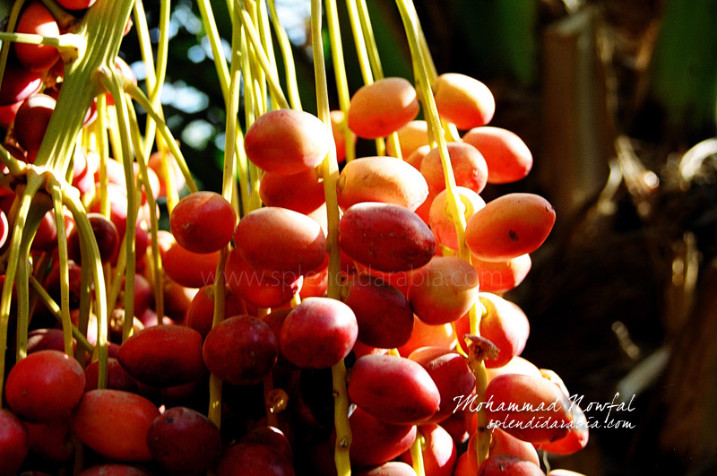 red dates