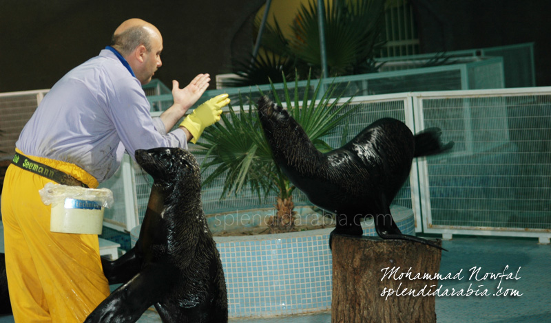 seals-riyadh-zoo