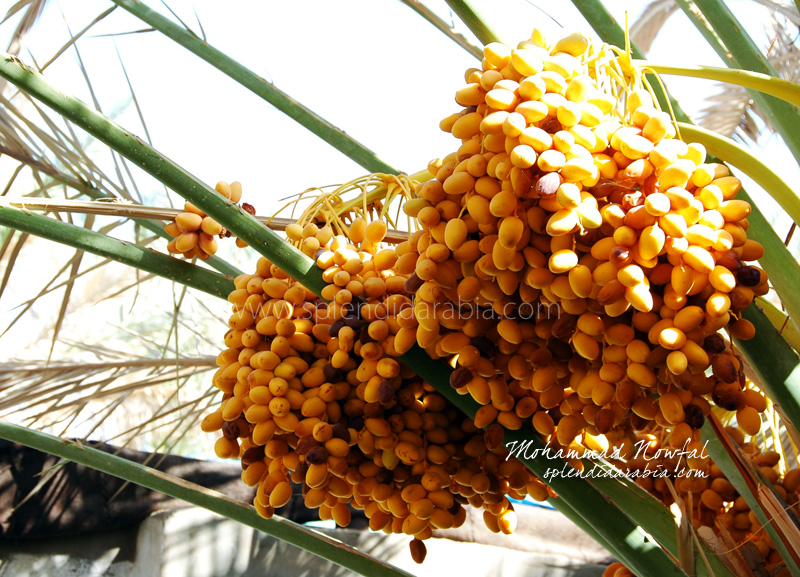 yellow dates