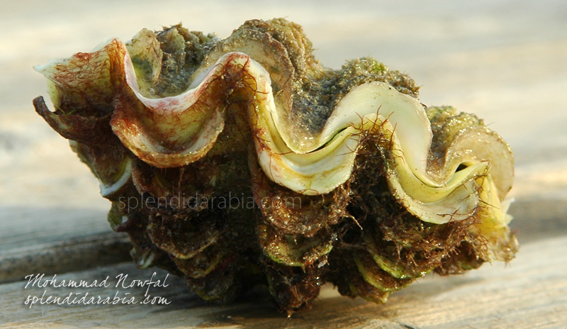  live-clam