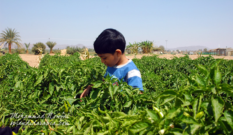 najran-farm