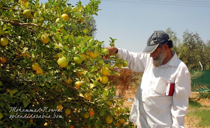 An Orange Farm in Najran