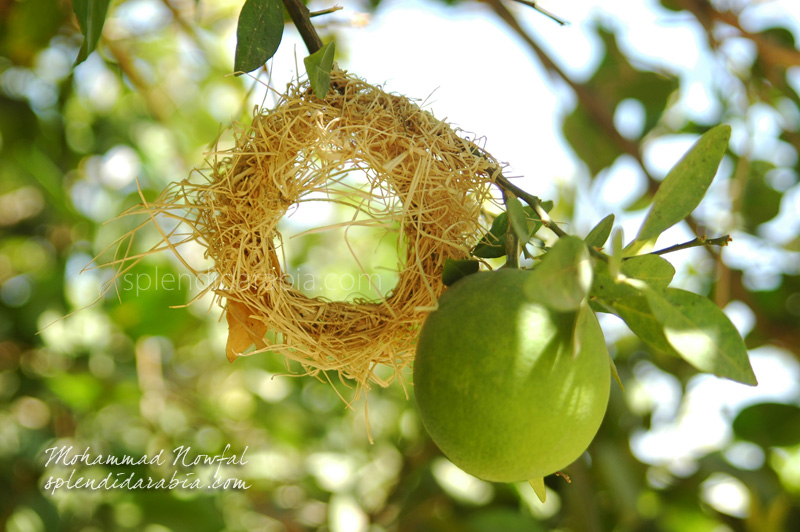 Weaver Bird Nest in Making