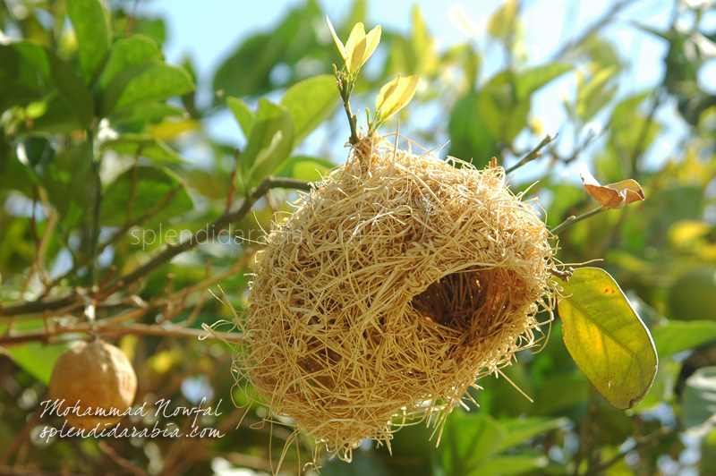 Weaver Bird Nest