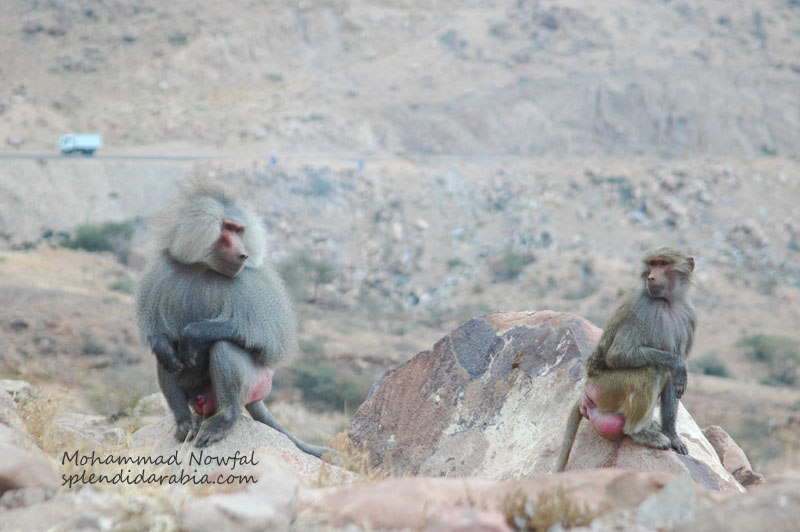 baboons