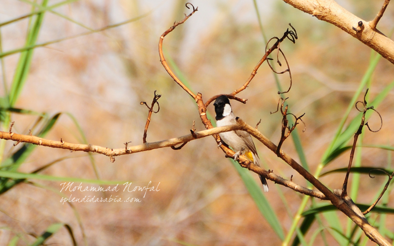 Bulbul at Al Hair