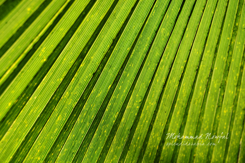 Palm leaf